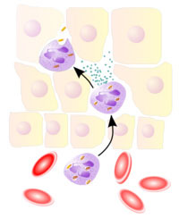 Клетки крови, выполняющие роль контейнеров для лекарств